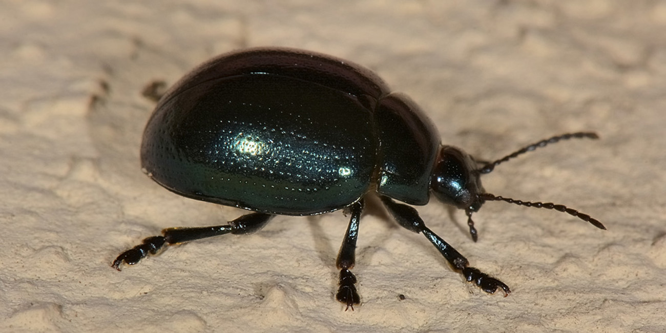 Chrysolina da id.